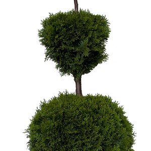 Thuja occidentalis 'Jantar' - Italiaanse vorm snoei  - Westerse Levensboom