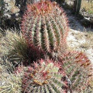 Ferocactus pilosus - Mexicaanse kalkcactus