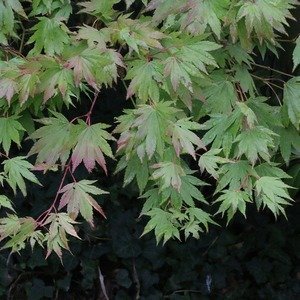 Acer palmatum 'Orange Dream' - Japanse esdoorn