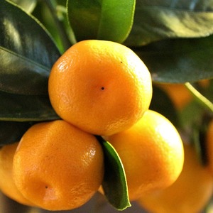 Citrus unshiu - Mandarijn