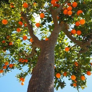Citronella - Citrusboom - Sinaasappelboom