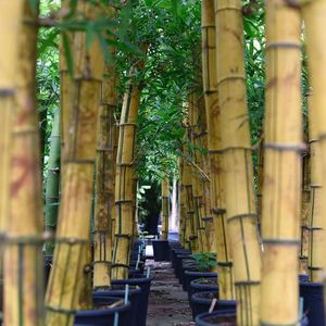 Bambusa vulgaris - Gewone Bamboe