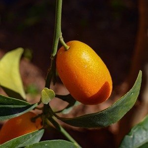 Citrus japonica - Kumquat Fortunella
