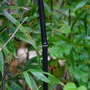 Fargesia nitida 'Black Pearl' - Niet Woekerende Bamboe