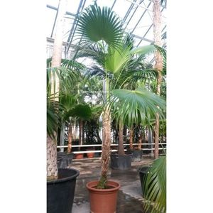 Thrinax radiata - Thatch Palm