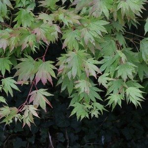 Acer palmatum 'Butterfly' - Japanse Esdoorn