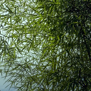Fargesia scabrida 'Asian Wonder' - Niet woekerende bamboe