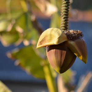 Bananenplant verzorging