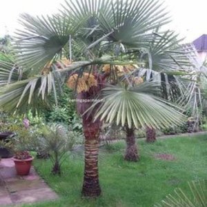 Trachycarpus fortunei 'Nainital' - Indian Palm