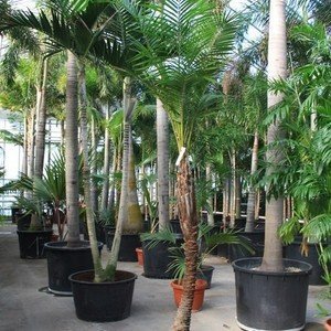 Syagrus Schizophylla -  Arikury palm