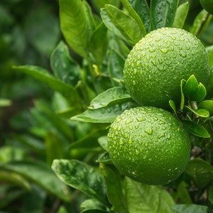 Citrus aurantifolia 'Lime Verde' - Limoenboom - Biologisch