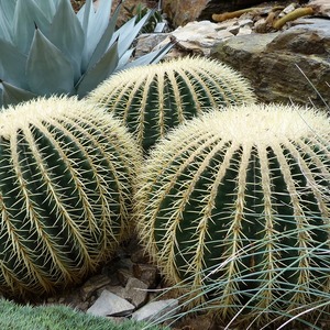 Echinocactus grusonii - Schoonmoedersstoel