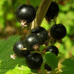 Ribes nigum - Zwarte Bessen Plant