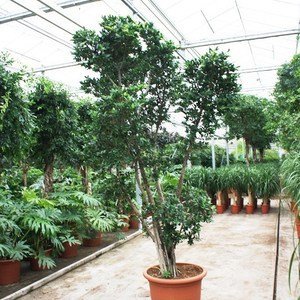 Ficus nitida compacta