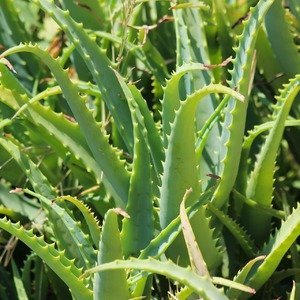 Aloevera mitriformis - Woestijn Vetplant