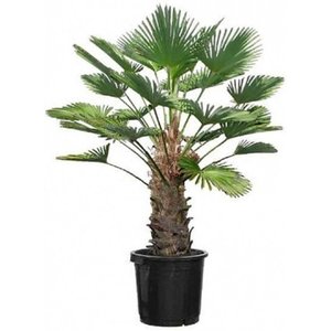 Trachycarpus Wagnerianus Wagner Palm