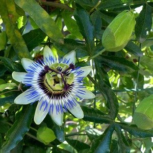 Passiflora edulis Maracuja - Passiebloem - Passievrucht