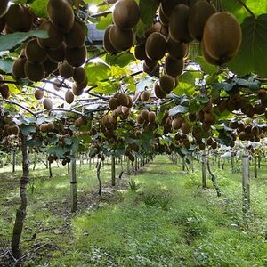 Actinidia arguta 'Ananasnaya ' - Mini Kiwiplant