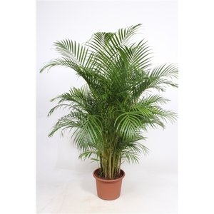 Dypsis lutescens - Areca Palm - Kamerpalm