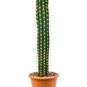 Cactus woestijnplant - Cactussen