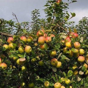 Malus 'Golden Delicious' - Appelboom - Biologisch - Supermarktappels