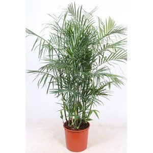 Bamboe palm - Chamaedorea seifrizii