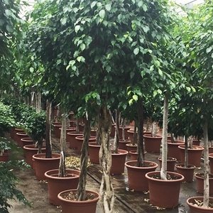 Ficus 'Exotica' - Speciale stammen