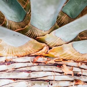 Yucca filifera - Palmlelie