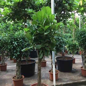 Ficus lyrata - Vioolplant