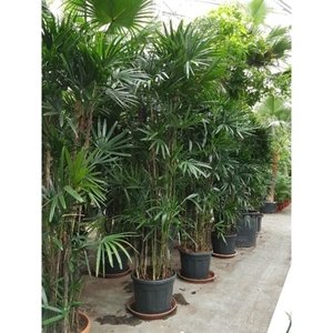 Rhapis excelsa - Bamboe Stokpalm