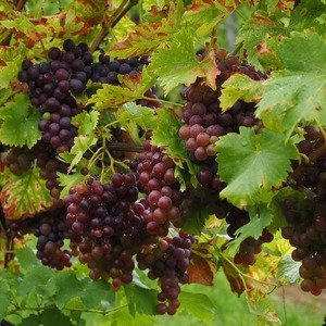 Vitis vinifera - Rode druiven plant - Biologisch