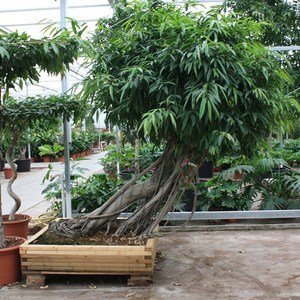 Ficus maclellandii 'Alii' - Jungle Boom
