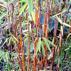 Fargesia 'Jiuzhaigou' - Niet Woekerende Bamboe