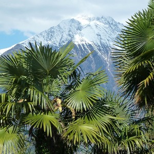 Trachycarpus takil 'Kalamuni' - Kumaon Palm