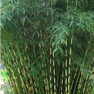 Fargesia robusta 'Pingwu' - Niet woekerende bamboe