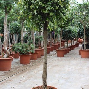 Ficus benjamina 'Foliole'