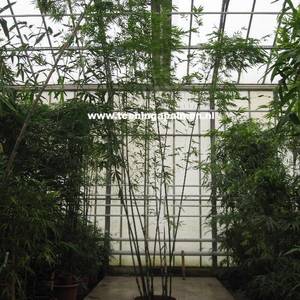 Bambusa chungii 'White Bamboo' - Bamboe