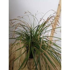 Variegata Zegge - Carex morrowii
