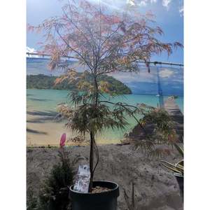 Japanse esdoorn - Acer palmatum 'Firecracker'