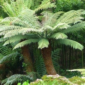 Dicksonia antarctica - Tasmaanse boomvaren