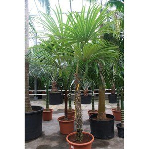 Chrysophila warscewiczi - Oerwoud palm
