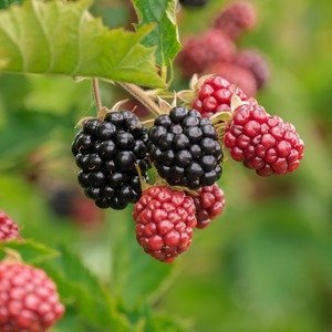 Rubus Black Satin Blackberry - Bramenstruik