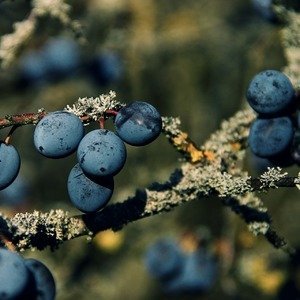 Prunus domestica 'Black Amber' - Wilde pruim