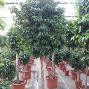 Ficus benjamina 'Columnar' - Treurvijg - Waringin
