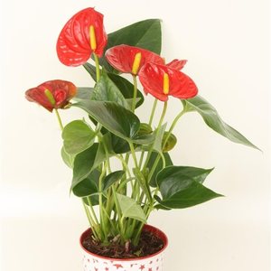 Success anthuriums - Flamingoplant