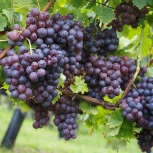 Vitis vinifera 'Boskoop Glory' - Wilde blauwe druif - Biologisch