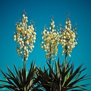 Yucca filamentosa - Palmlelie - Witte bloem
