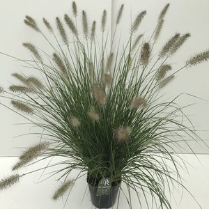 Lampenpoetsersgras - Pennisetum alopecuroides Hameln
