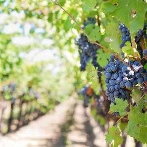 Vitis vinifera - Blauwe Druiven Plant - Biologisch