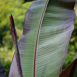 Ensete ventricosum 'Maurellii' - Rode bananenplant